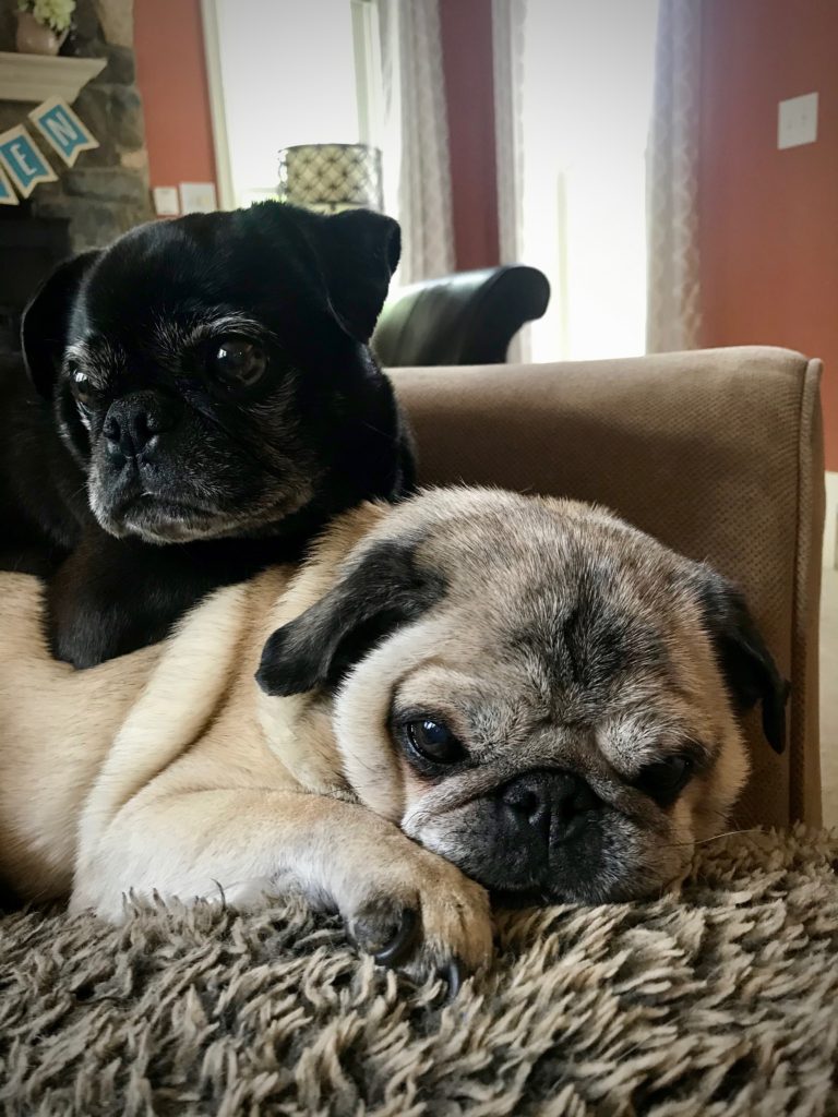 cute pug dogs after dreams are dead