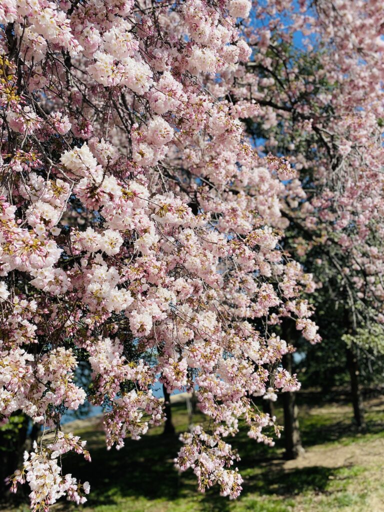how to trust God in difficult times even when blossoms are blooming